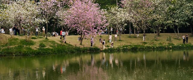 Best Parks for Spring Blossoms