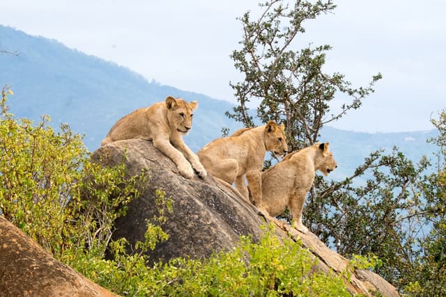 Top Wildlife Viewing Destinations