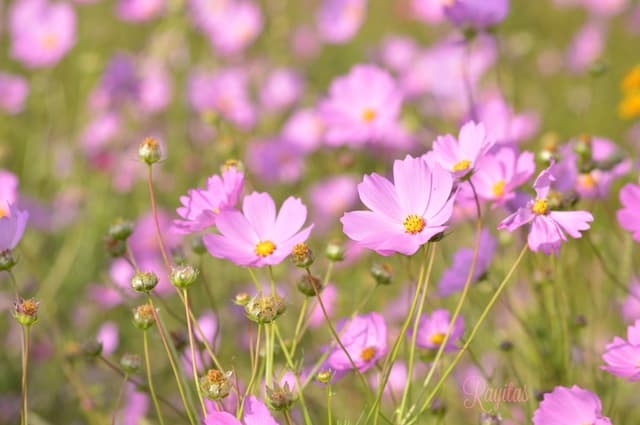 Wildflower Bloom Calendar